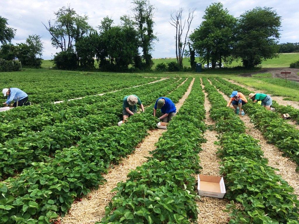 Potato Gleaning Community Service Opportunity